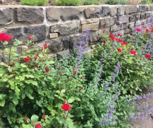 Image: Roses in the backyard of Linda Barnicott.