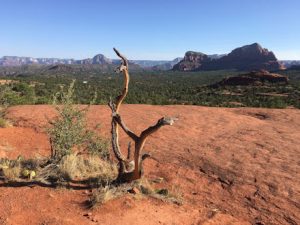 The desert in Sedona, Arizona.