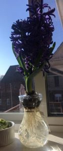 This image features a hyacinth in Linda Barnicott's kitchen.